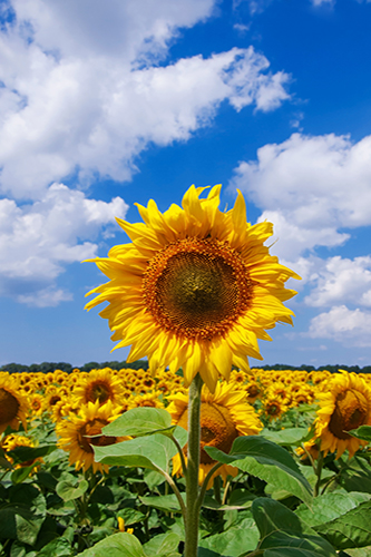 girasol girasol