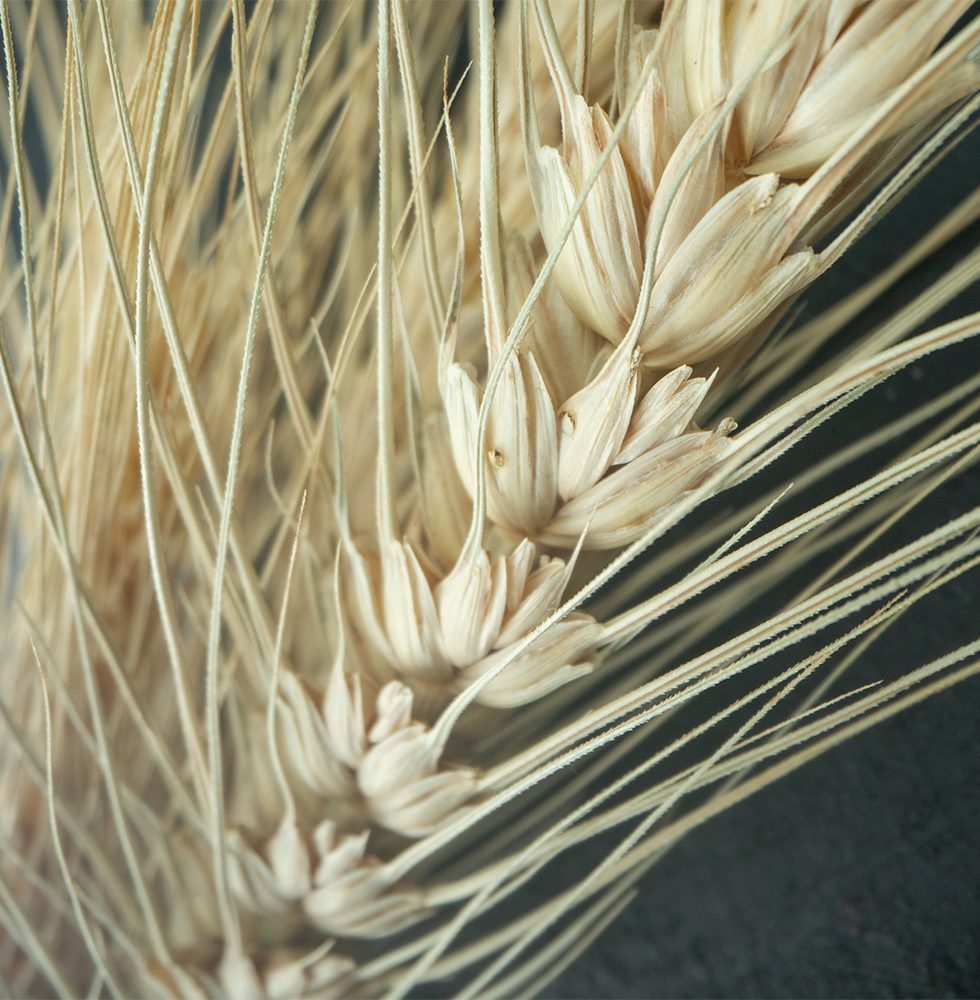 Quienes Somos 2 E-Grain Trigo Espiga