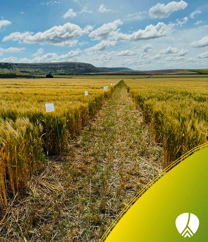 Bienvenidos a E-Grain 2 Cultivos de trigo con alto rendimiento – E-Grain