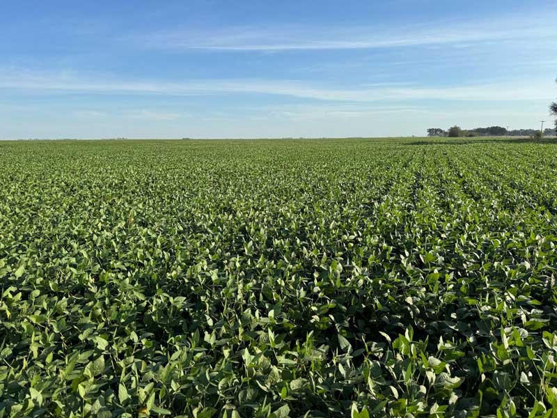 Bienvenidos a E-Grain 1 Campo de soja en Argentina – E-Grain